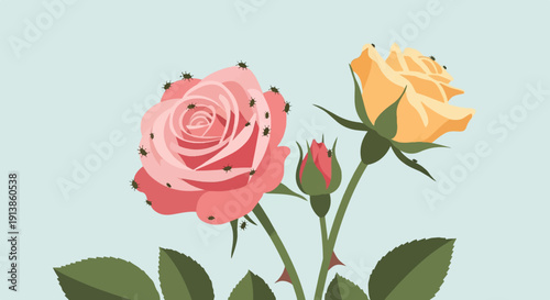 Pink and yellow roses with many small insects infesting their petals