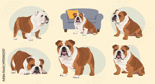 Six illustrations of English Bulldogs in various poses on a pale yellow background