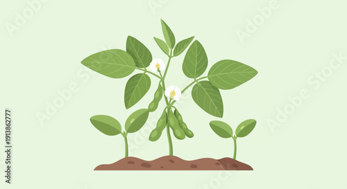 Stylized illustration of young soybean plants with pods and flowers