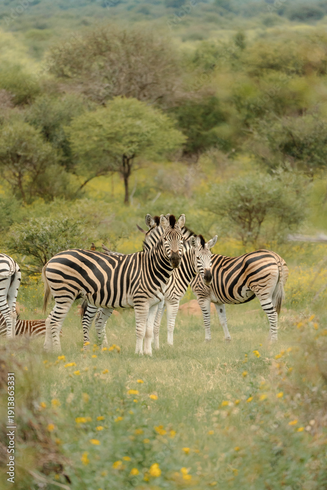 Fototapeta premium A Group of Zebras