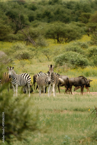 Wallpaper Mural Zebra Torontodigital.ca