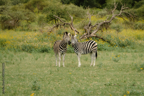 Wallpaper Mural A Pair of Zebras Torontodigital.ca