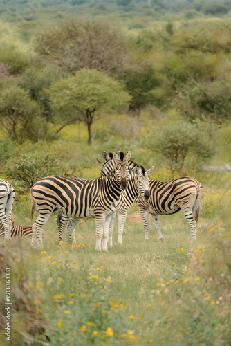 Wallpaper Mural A Group of Zebras Torontodigital.ca