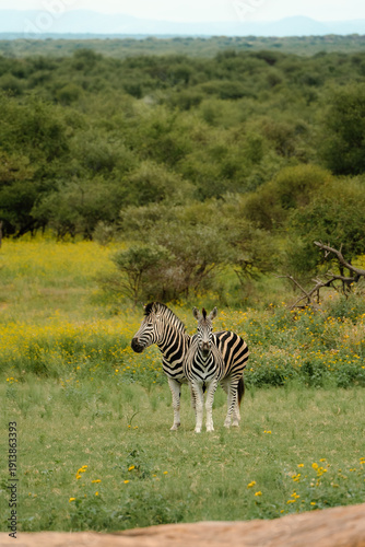 Wallpaper Mural A Pair of Zebras Torontodigital.ca