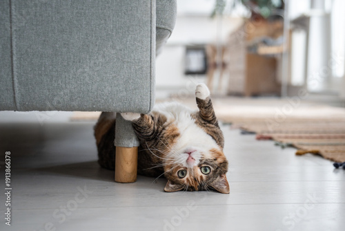 Fotografie Lazy calico cat lying on floor near sofa stretching paw, wants to play, looking at camera, bottom view