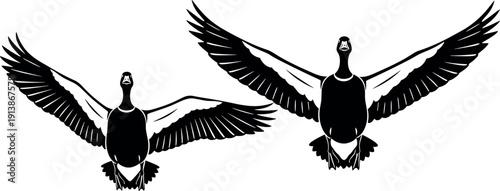 Black and white illustration, flying ducks in symmetry, detailed feather patterns, wildlife vector art, birds in motion, minimal design artwork