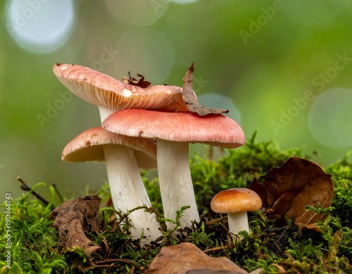 Close-up of mushrooms growing on a mossy surface, with blurred green foliage as a backdrop