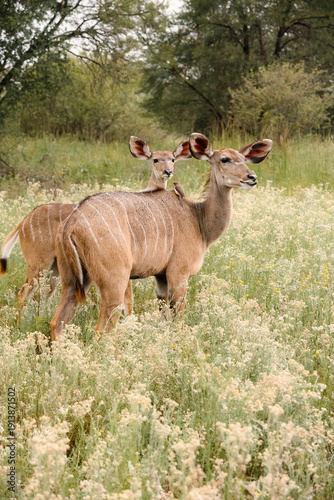Wallpaper Mural Kudu Torontodigital.ca