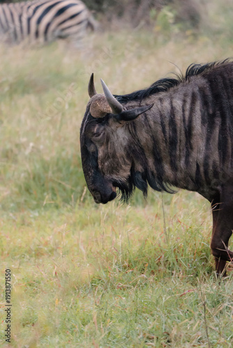 Wallpaper Mural Wildebeest Torontodigital.ca