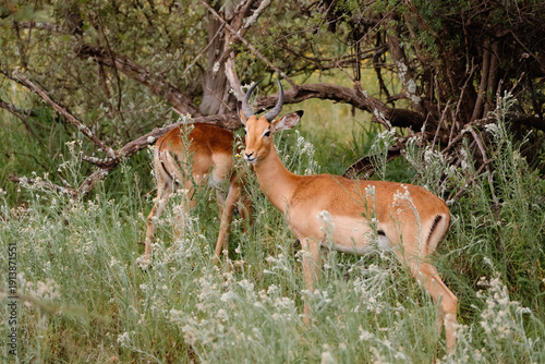 Wallpaper Mural Impala Torontodigital.ca