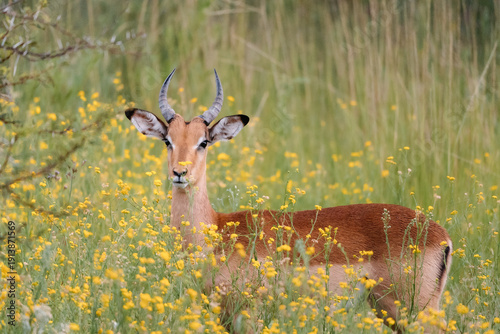 Wallpaper Mural Impala Torontodigital.ca