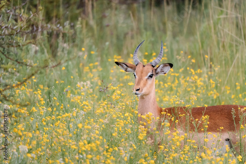 Wallpaper Mural Impala Torontodigital.ca