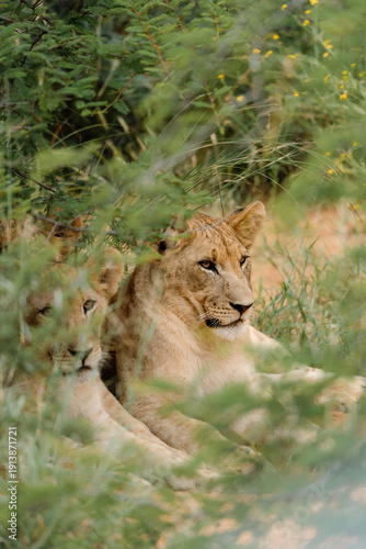 Wallpaper Mural Lion Torontodigital.ca