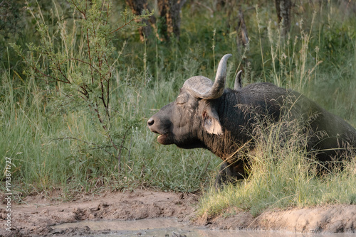 Wallpaper Mural Buffalo Torontodigital.ca