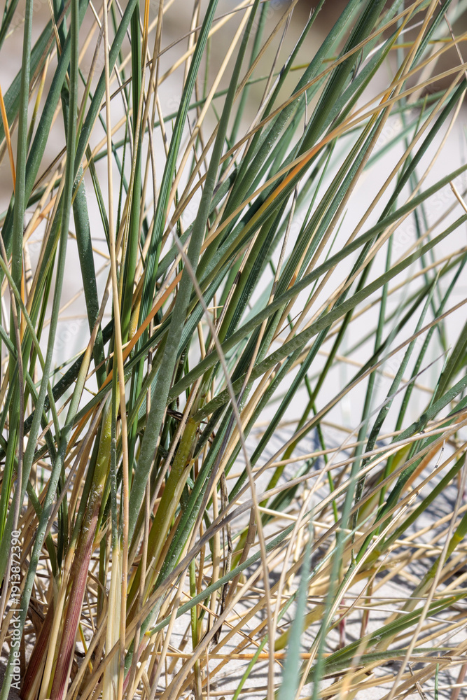 Obraz premium A detailed close-up of marram grass growing in the sandy soil of a beach in Denmark. The image highlights the natural texture of the coastal vegetation, there is motion blur
