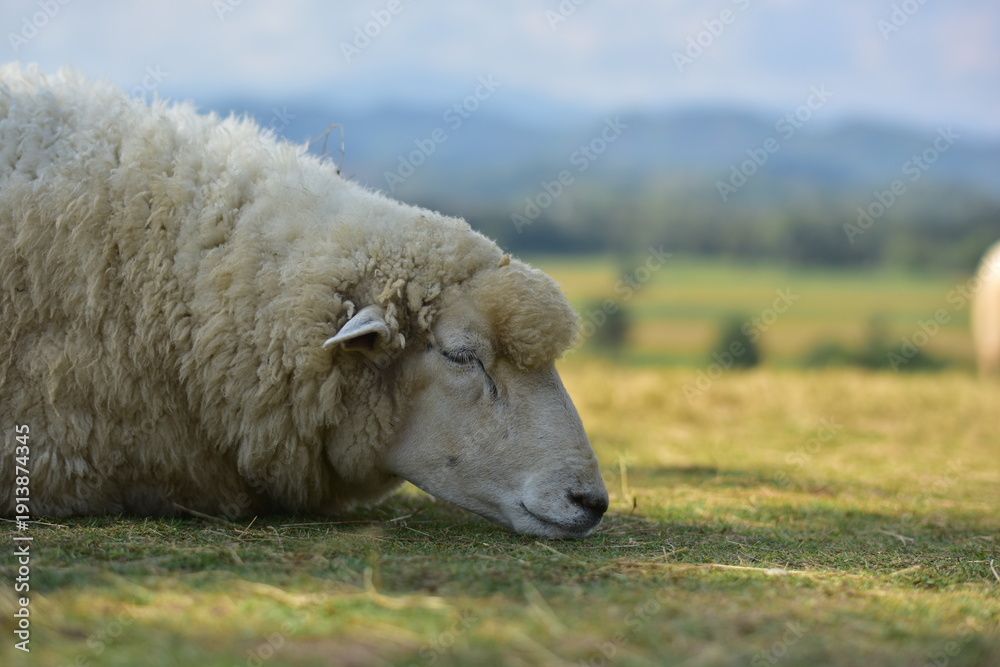 Fototapeta premium sheep in the field