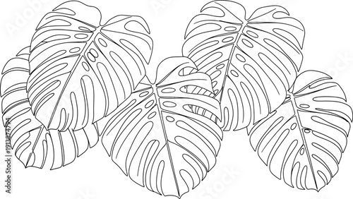 Monstera Leaves Illustration
