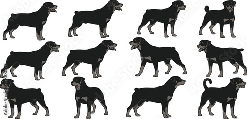 Rottweiler Dog Silhouette Character Set with Standing and Walking Poses for Guard Canine Logo Design Flat Vector Collection