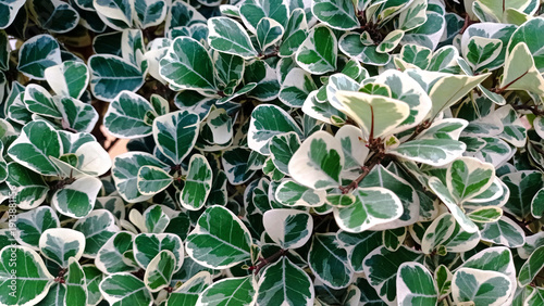 Decorative Tropical Plant Leaves Green White Pattern