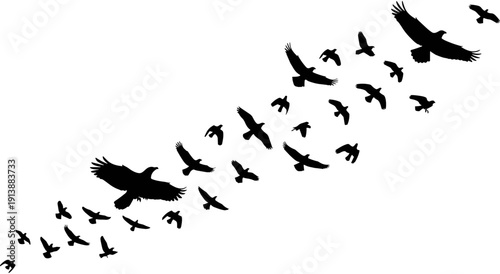 Silhouette of large flock of black birds flying together in sky, wild crows or ravens migration vector illustration on white background,