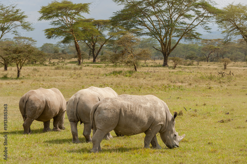 Fototapeta premium White rhinoceros (Ceratotherium simum), Lake Nakuru National Park, Kenya