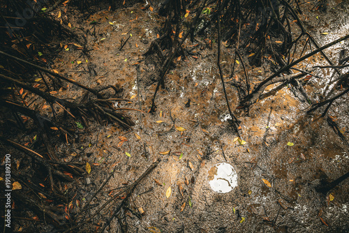 Top View Abstract Dark Muddy Mangrove Root and Fallen Leaves Pattern