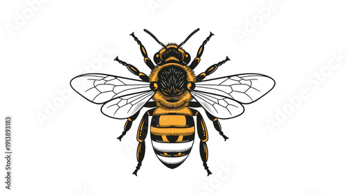 Detailed illustration of a honey bee with transparent wings and black and yellow stripes serves as a symbol for pollination and nature balance.