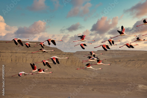 flock of birds