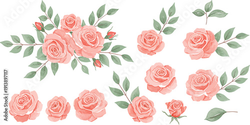 Blush pink roses and green leaves illustrations in various sizes and arrangements on white background