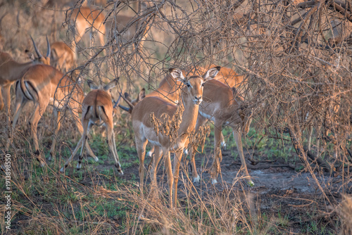 Canvas Print Impala, Serengeti National Park, Tanzania