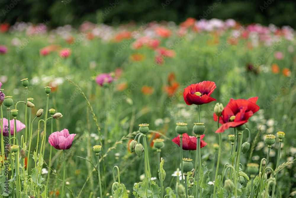Obraz premium Romantic Floral Meadow with Mixed Color Poppies Creating a Lush Natural Panorama