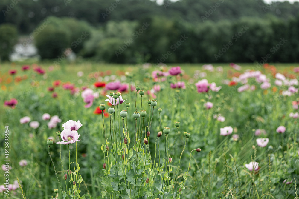 Fototapeta premium Vibrant Wild Meadow Filled with Purple, Lilac and Red Poppies Blooming Under Summer Sunlight