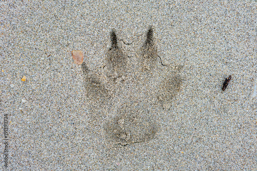 Фотография Wet sand with a dog paw print, sandy beach surface, animals walking and strolling on the sand, relaxing day on Mexican beaches