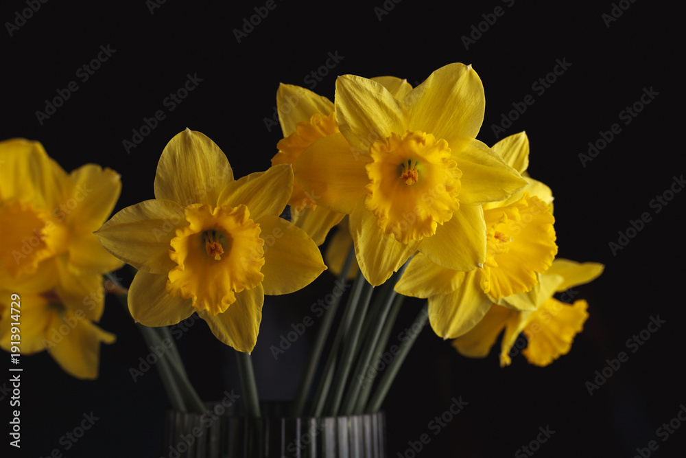 Fototapeta premium yellow daffodils isolated on black