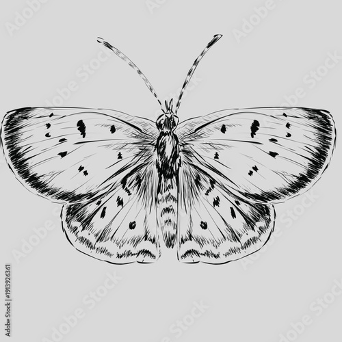 butterfly on a white background