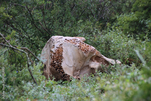 African elephant skull with exposed trabecular honeycomb bone structure in Addo Elephant National Park, South Africa, illustrating mammalian anatomy and skeletal morphology.