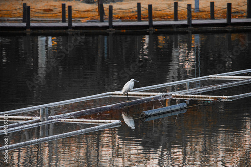 A white heron catching fish in a certain park