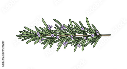 A single sprig of rosemary adorned with small purple berries or buds lies horizontally on a pristine white background.