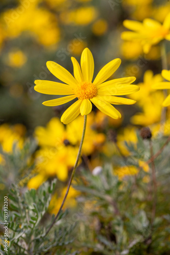 Yellow daisy bush, Scientif...