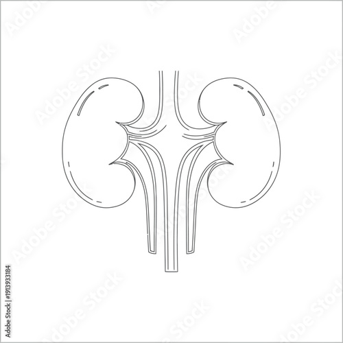 Stylized line art illustration of the human kidneys and urinary system on a white background.