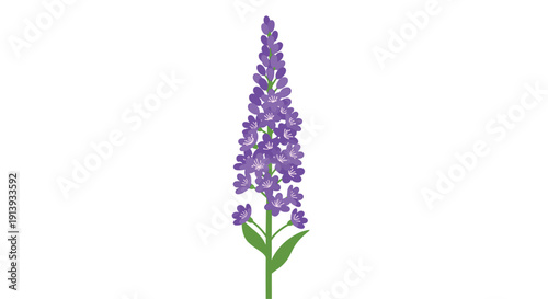 A vibrant, slender botanical stalk showcasing numerous small purple flowers clustered tightly along its length, on white.