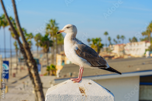Wallpaper Mural Seagull Perched on White Pillar Overlooking Oceanside Beach California Torontodigital.ca