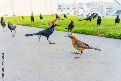 Wallpaper Mural Great-tailed Grackles Foraging Near Marina in Oceanside California Torontodigital.ca