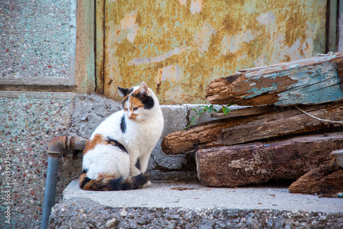 Stray cats in front of stre...