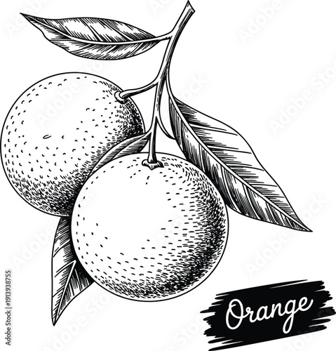 Hand drawn orange fruit branch sketches, botanical ink illustration with citrus fruits and leaves for organic design