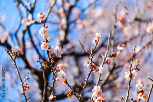 散歩の途中で見つけた春の風景
