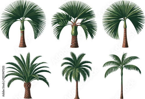 Variety of palm tree illustrations, tropical palm species coconut and date palms fan palms botanical vector collection for landscape design