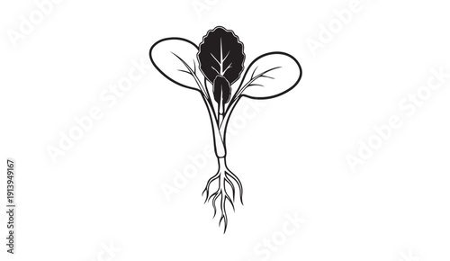 Seedling with Roots Growing, Detailed Botanical Illustration, Stock Media