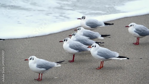 The common gull Chroicocephalus ridibundus rests on a sandy beach during a storm in Odessa.