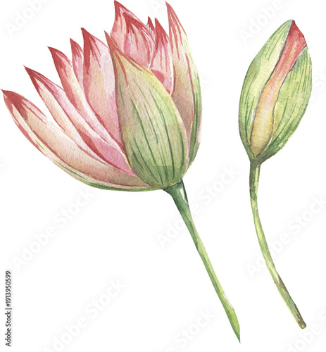 Valokuva Watercolor lotus flower and bud illustration, delicate florals set, hand painted